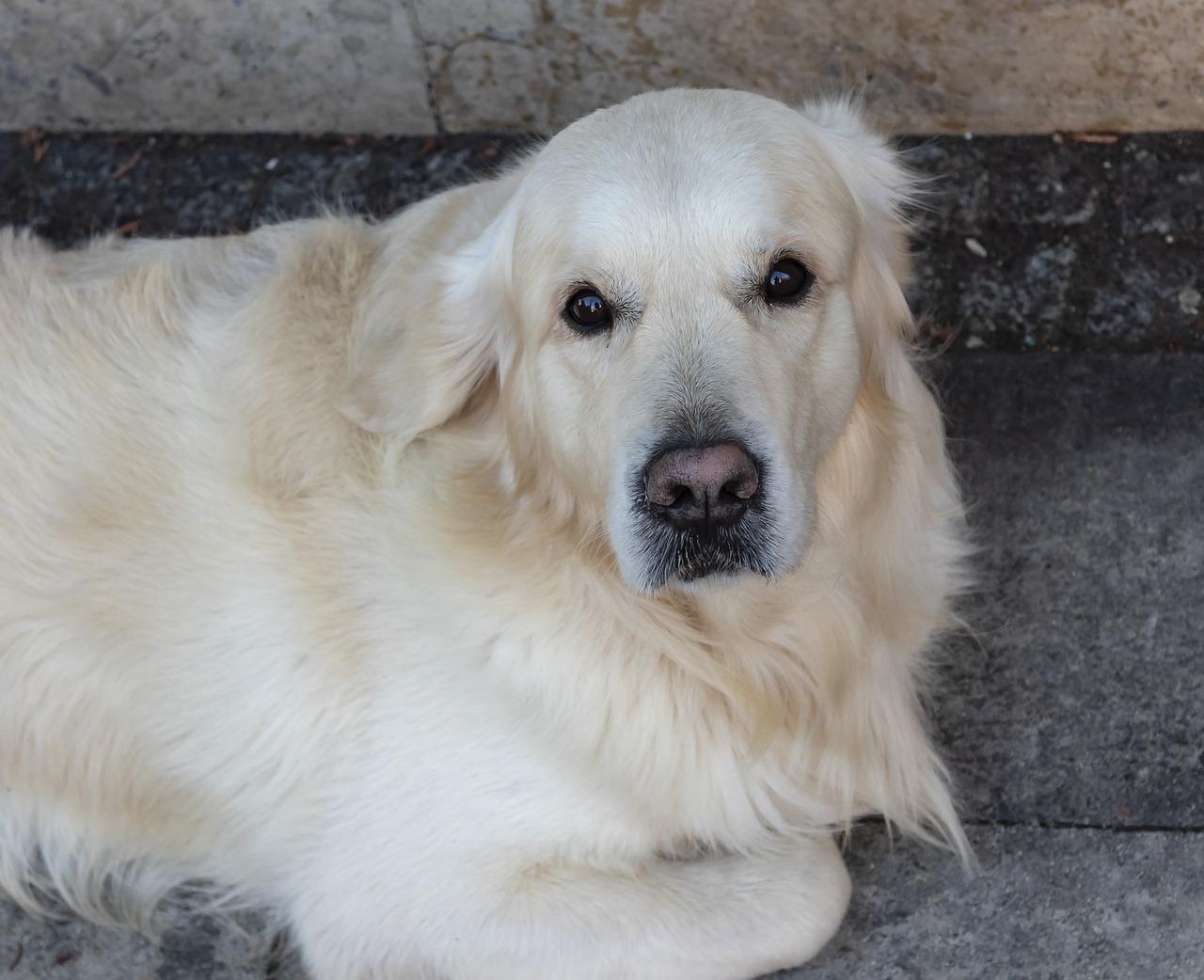 dog  eb  golden retriever free photo