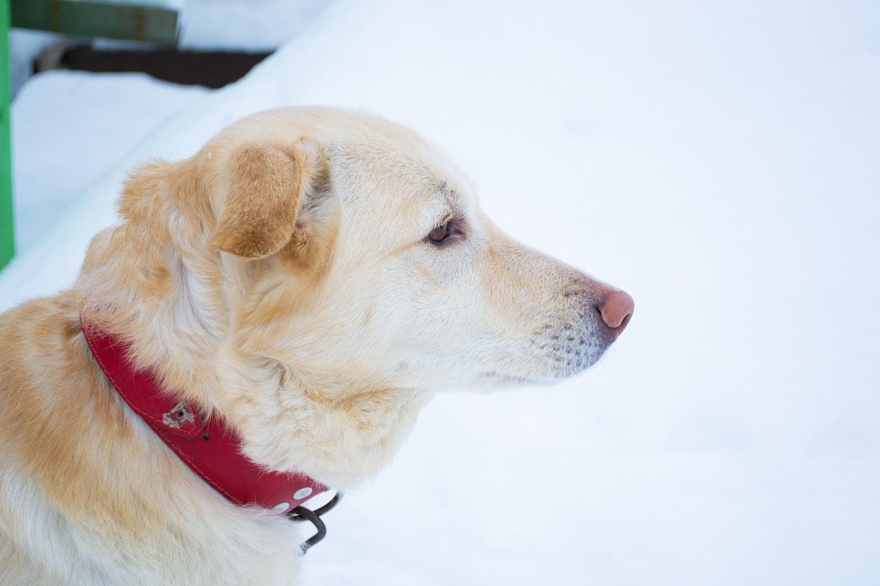 dog  labrador  winter free photo