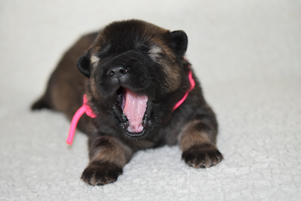dog  puppy  young eurasier free photo