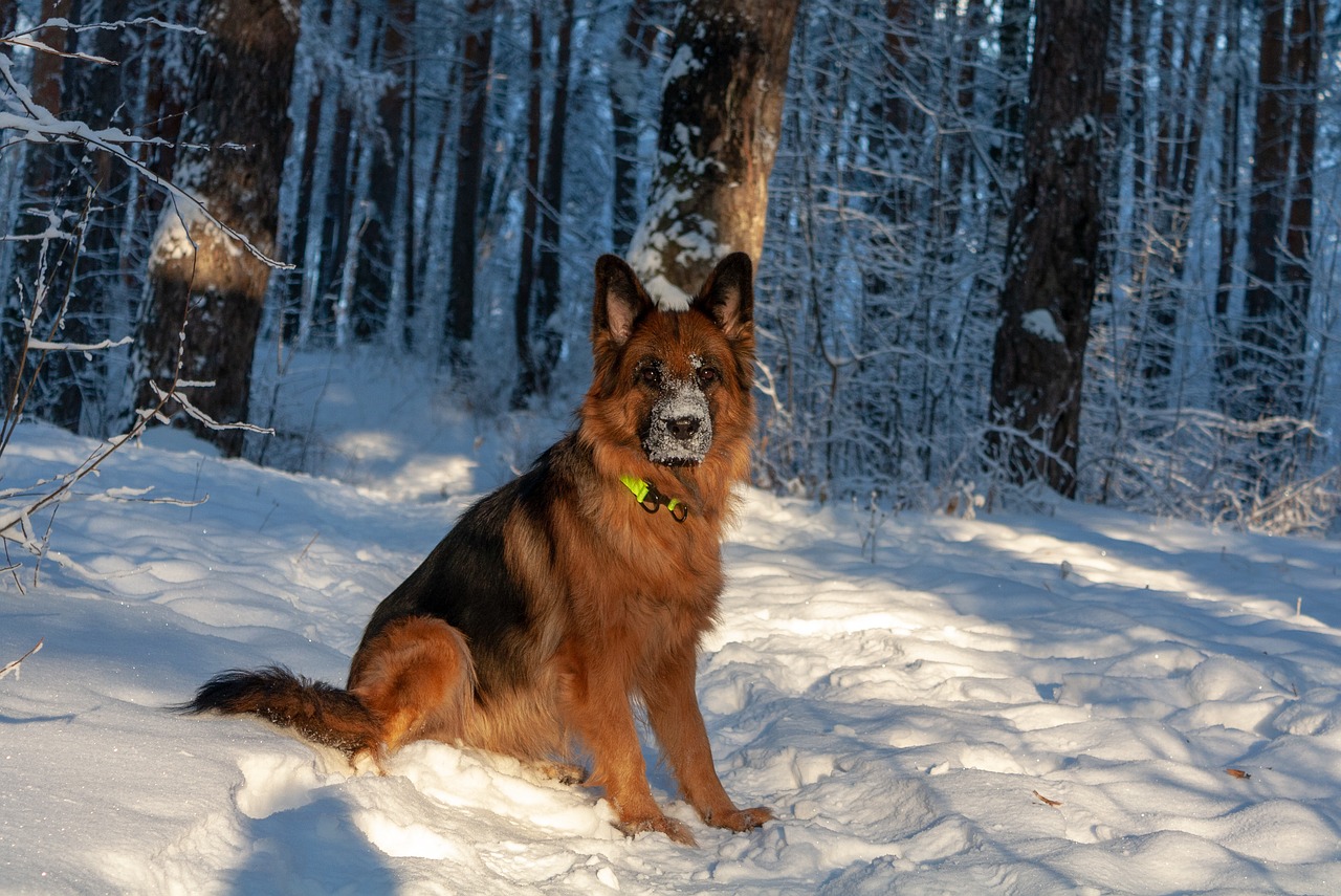 dog  german shepherd  shepherd free photo