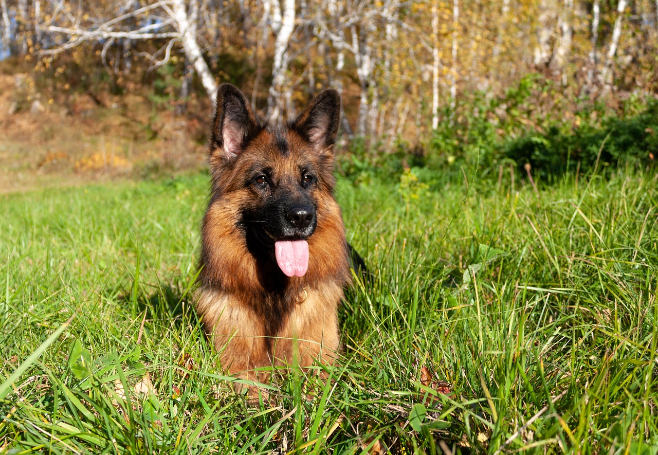 dog  german shepherd  shepherd free photo