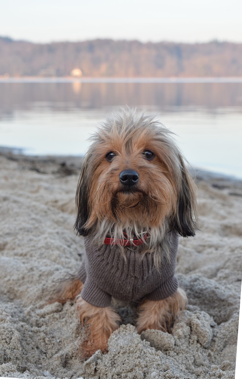 dog  beach  sand free photo