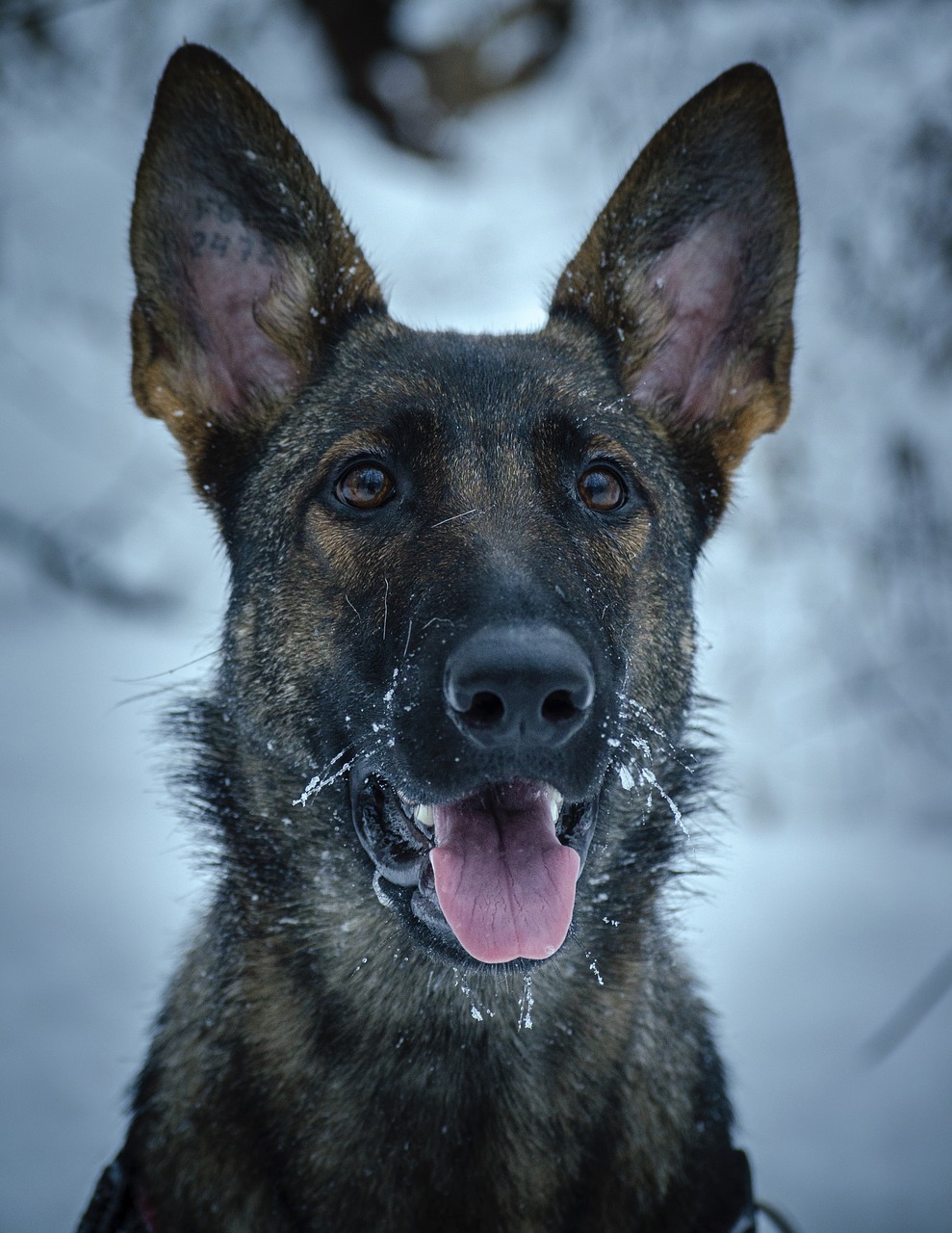 dog  pet  snow free photo