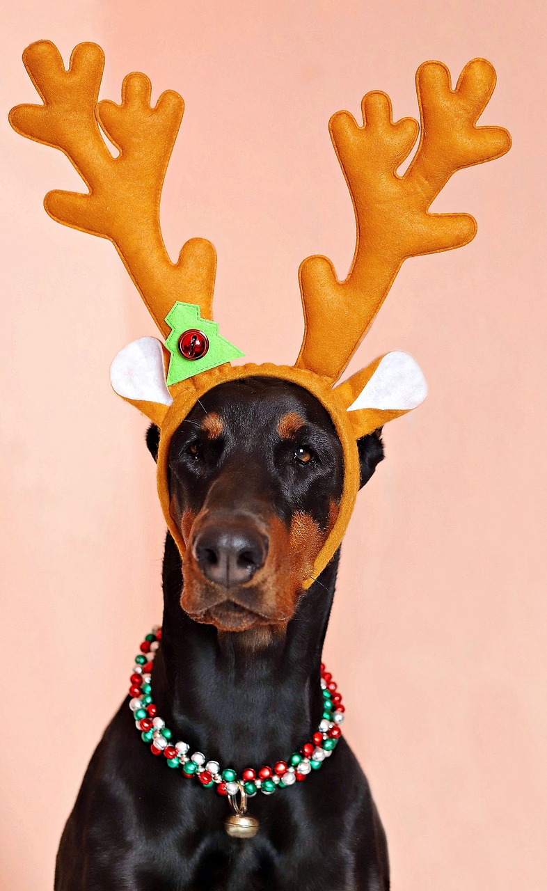 dog  doberman  antler free photo