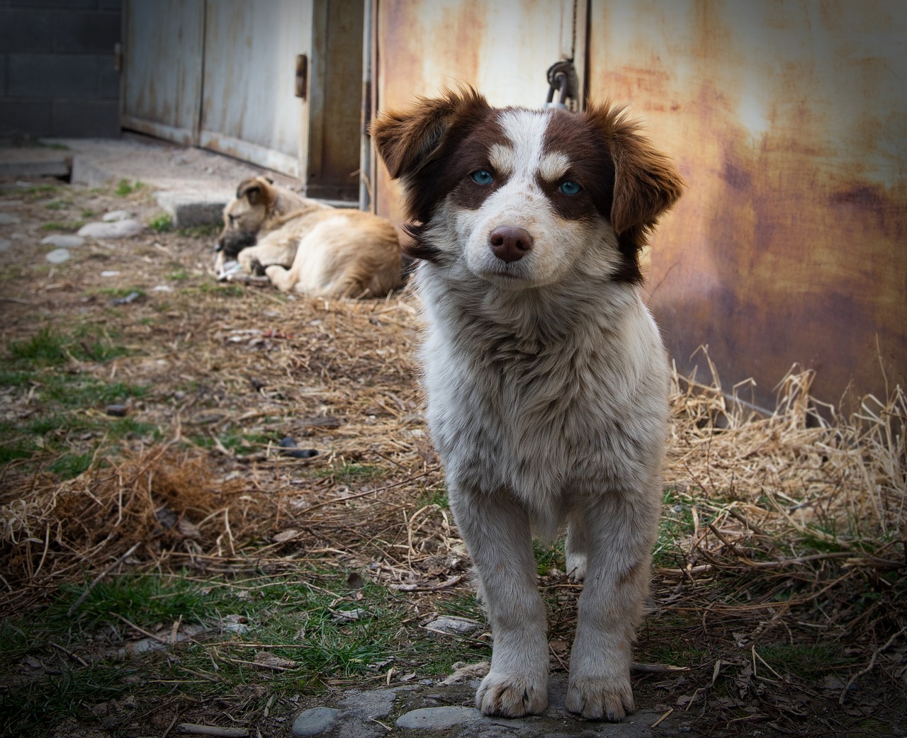 dog  street  animals free photo