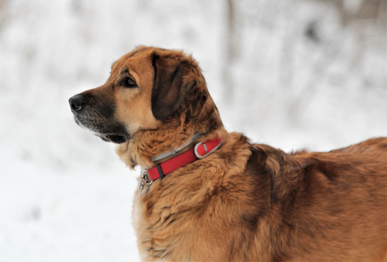 dog  animal  winter free photo