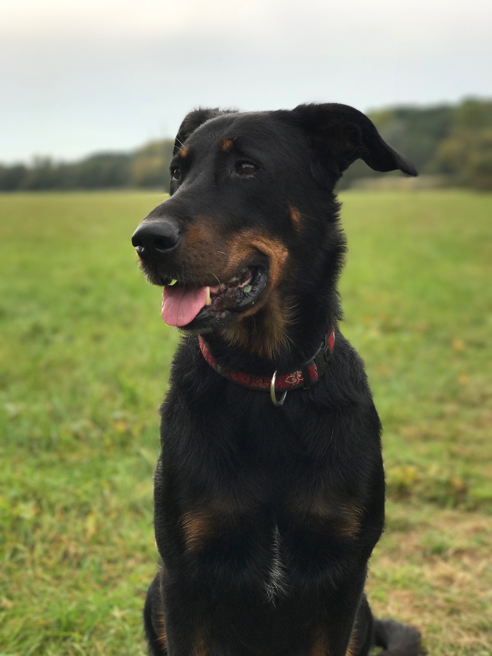 dog  beauceron  animal free photo