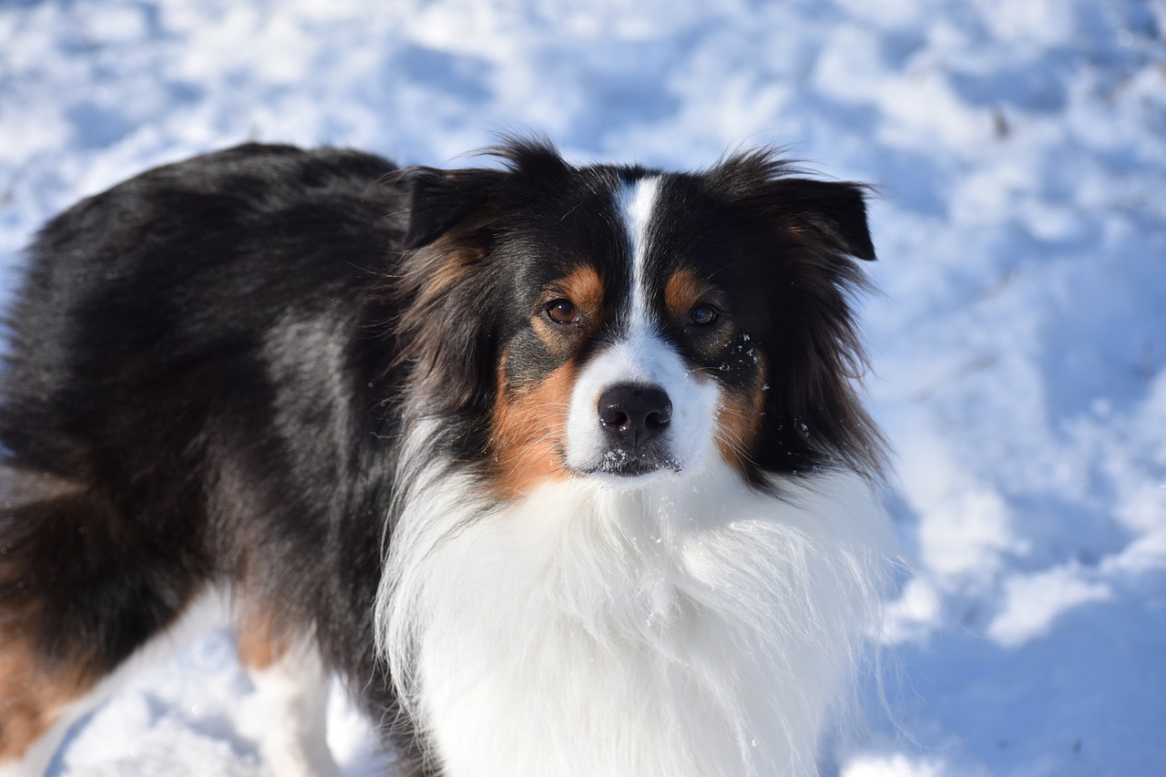 dog  pet  aussie free photo