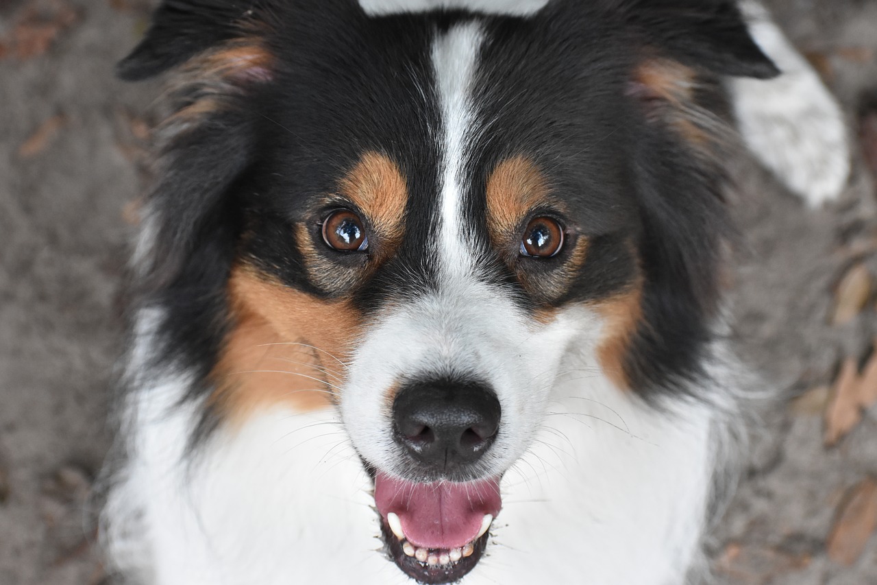 dog  pet  aussie free photo