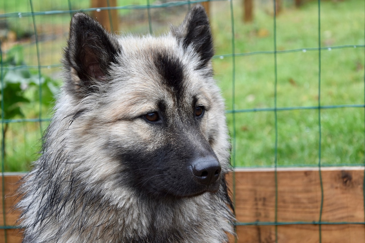 dog  dog eurasier  portrait eurasier free photo