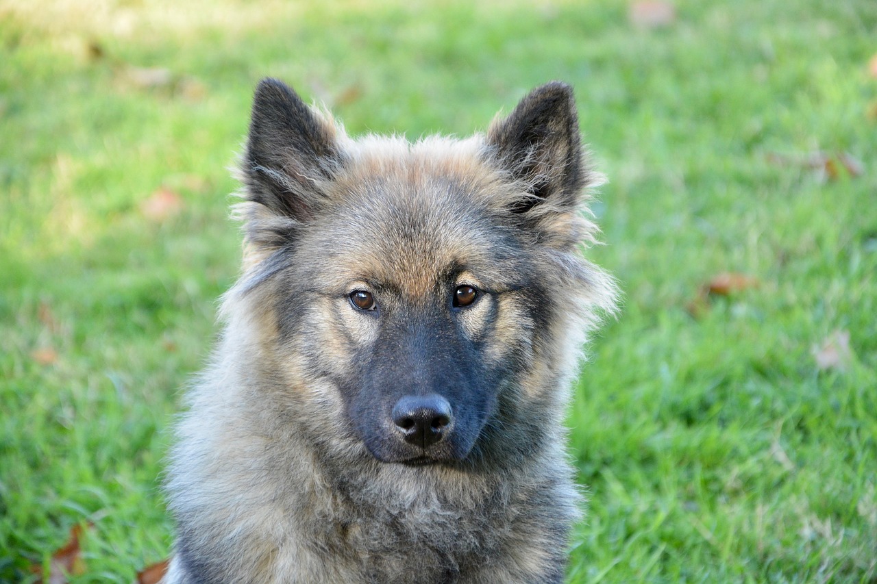 dog  dog eurasier  bitch orlaya blue free photo