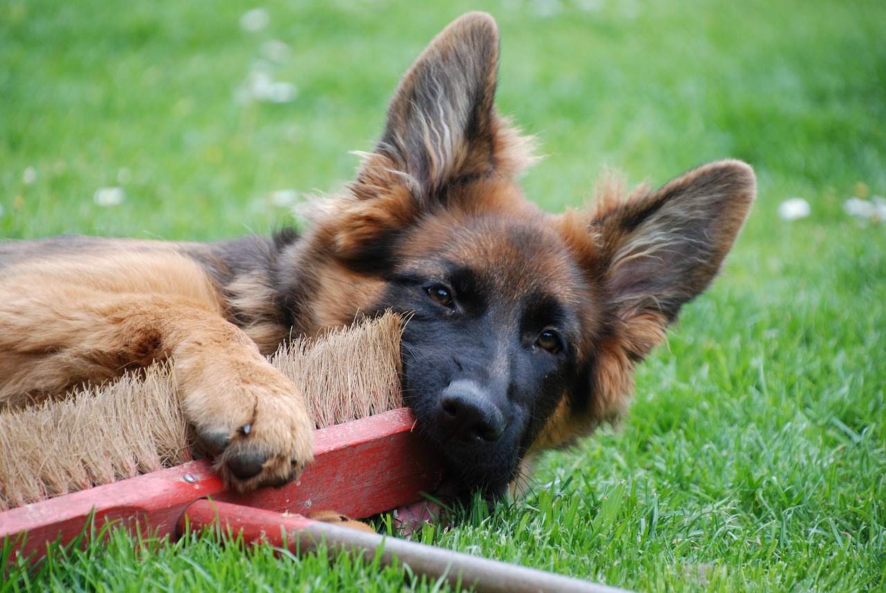 dog  german shepherd  old german shepherd dog free photo