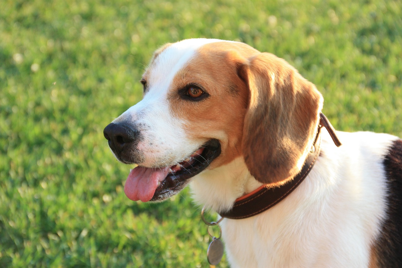 dog beagle pet free photo
