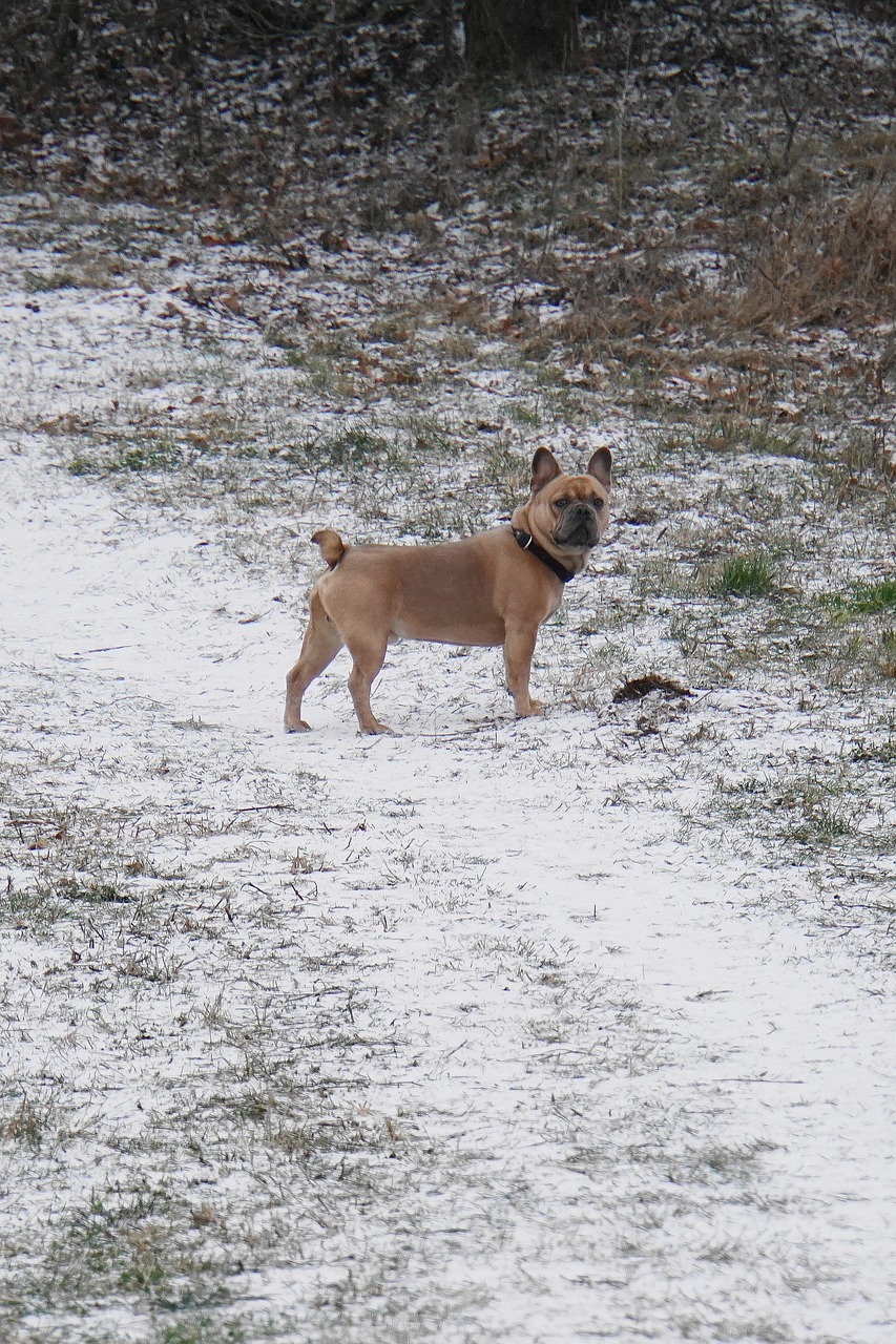 dog  snow  purebred dog free photo