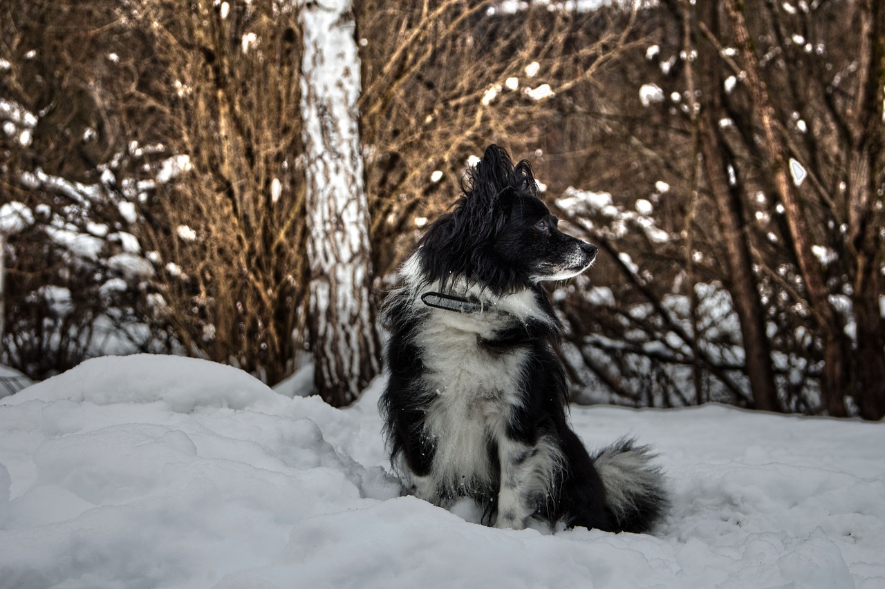 dog  snow  winter free photo