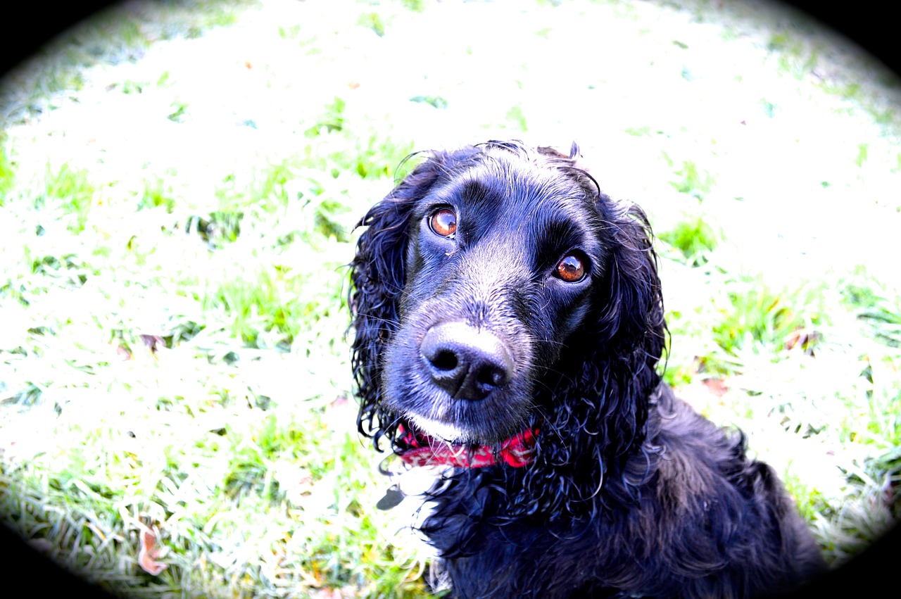 dog cocker spaniel pet free photo