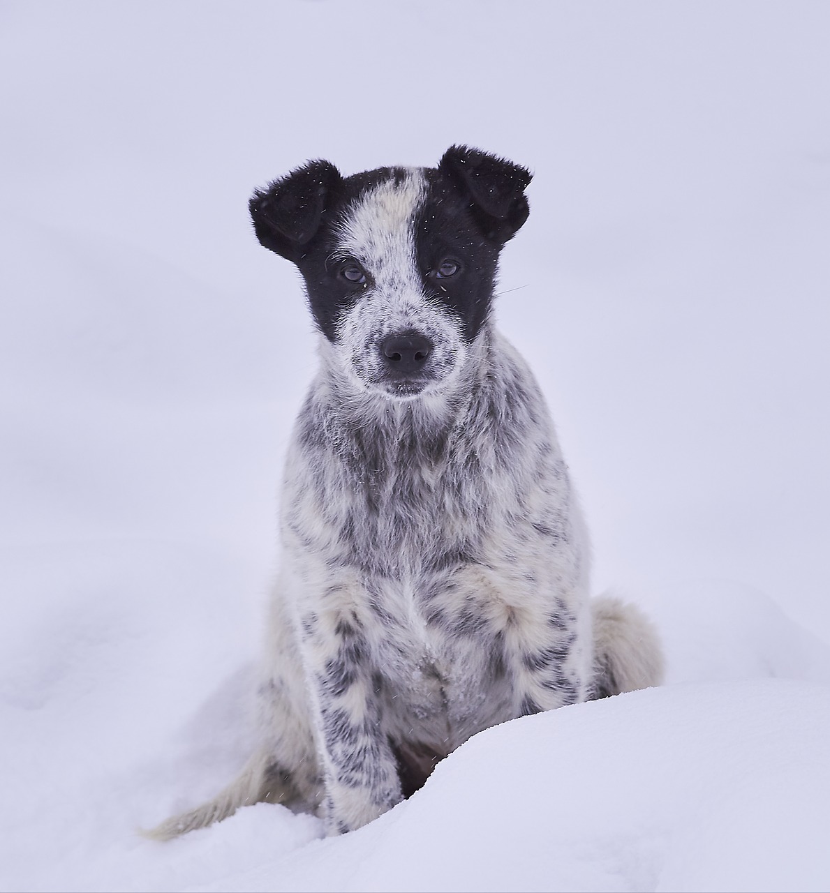 dog  snow  in winter free photo