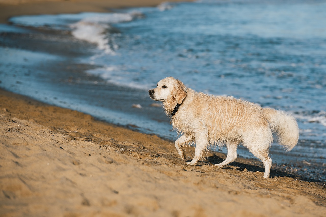 dog  beach  sand free photo