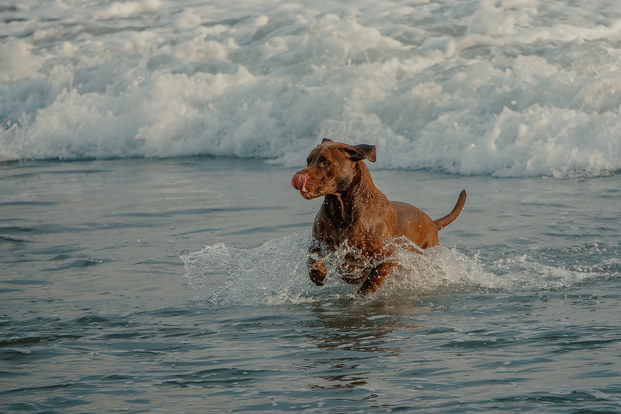 dog  beach  bali free photo