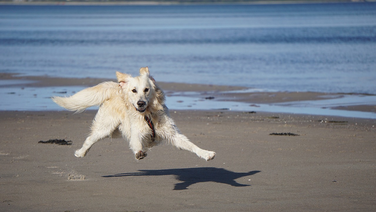 dog  golden retriever  pet free photo