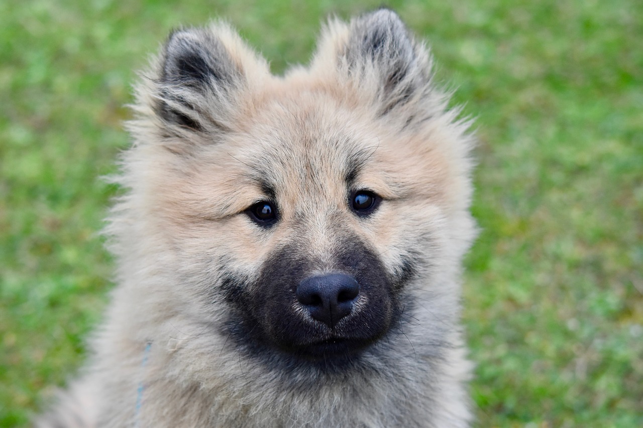 dog  pup  dog eurasier free photo