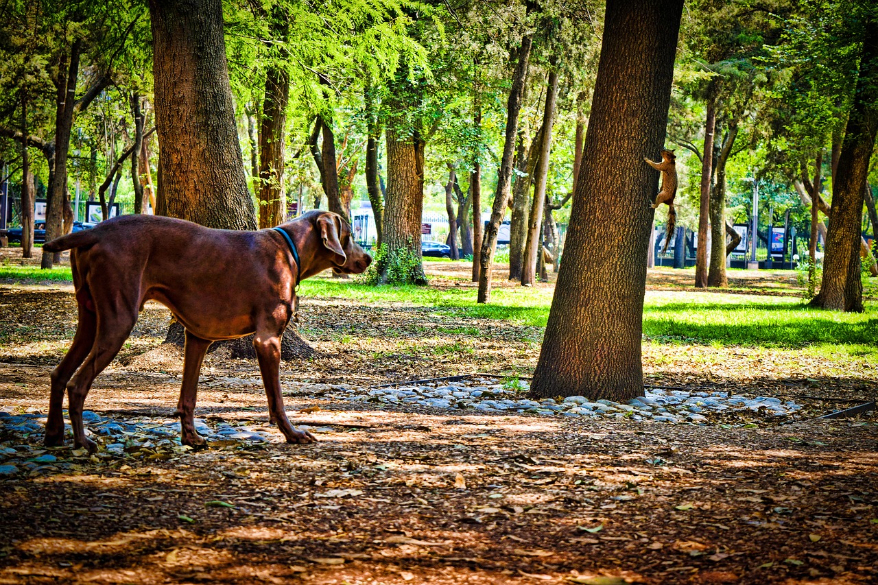 dog  squirrel  pet free photo