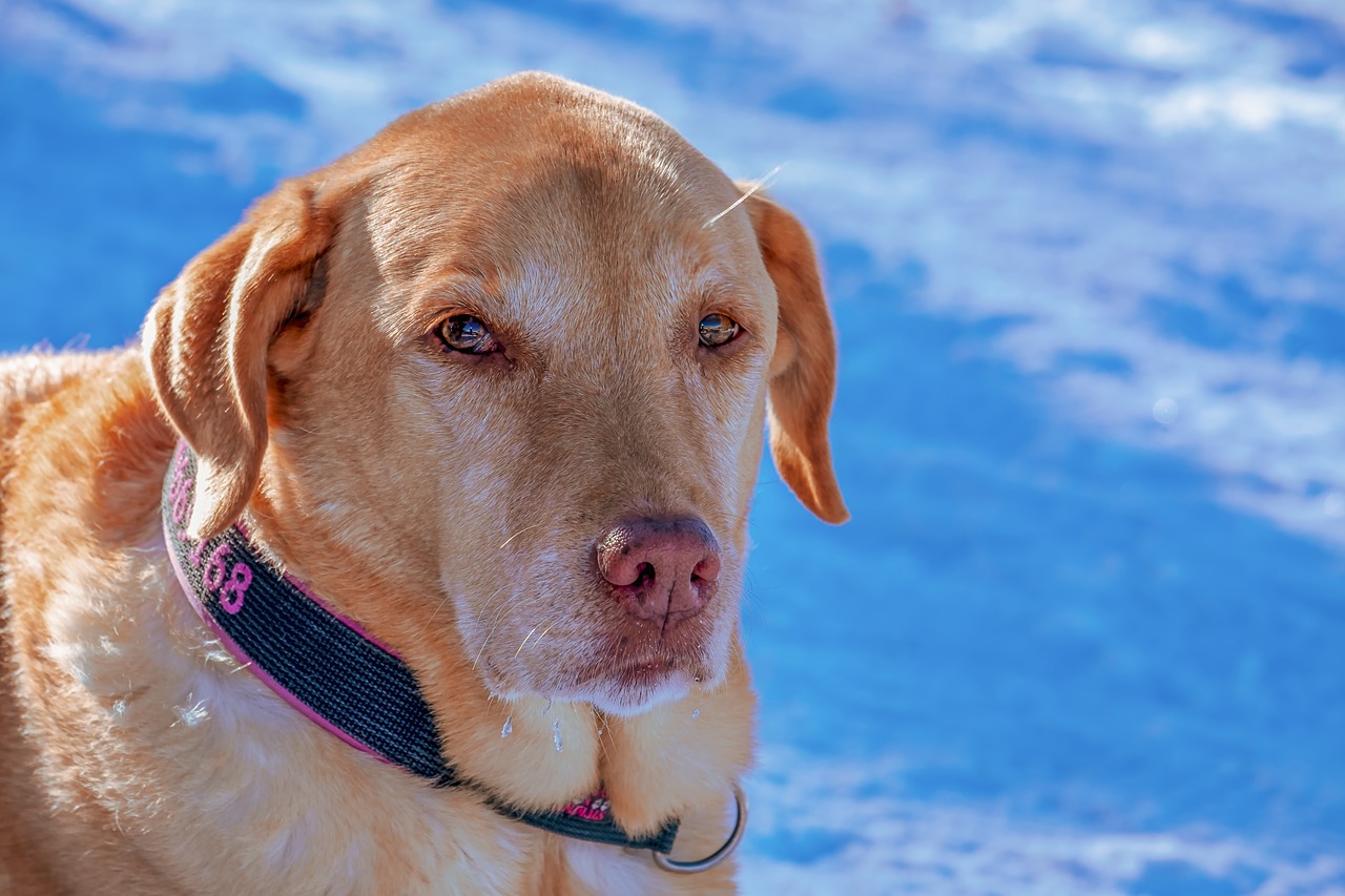 dog  snow  portrait free photo