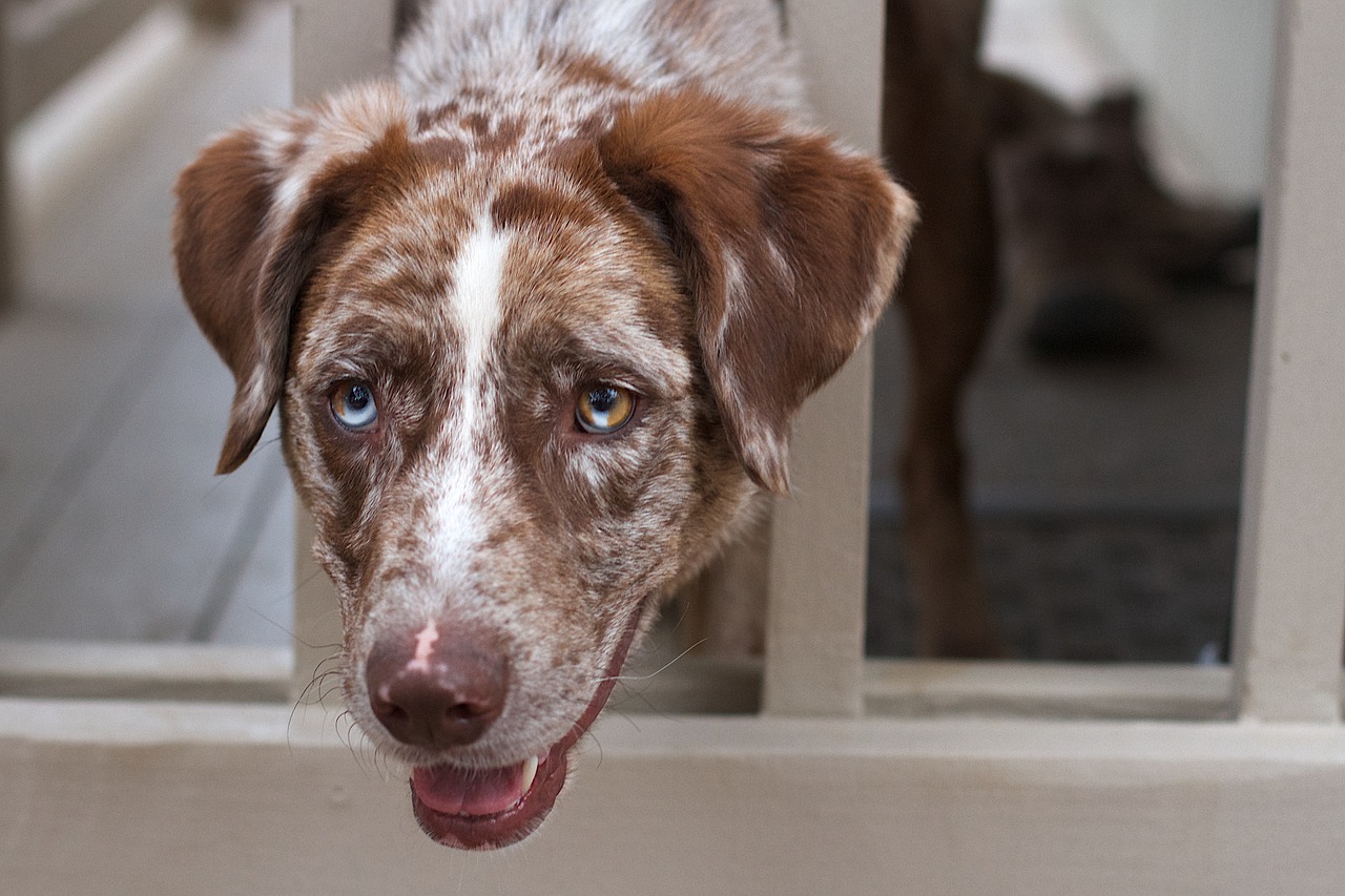 dog  chimera  blue free photo