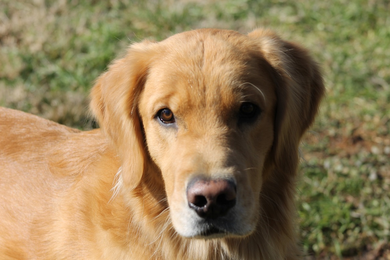 dog  golden  retriever free photo