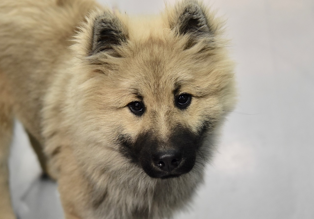 dog  dog eurasier  dog olaf blue free photo