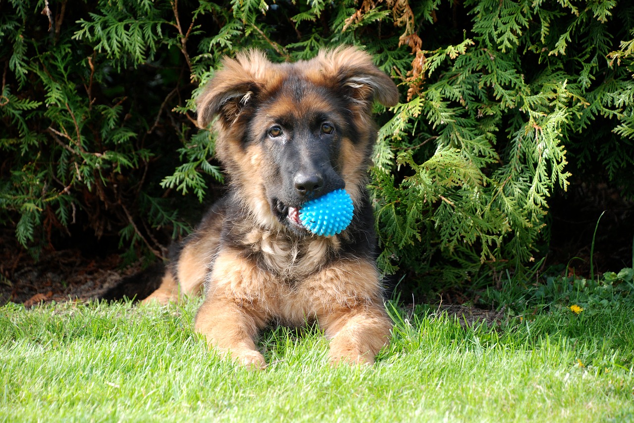 dog  schäfer dog  german shepherd free photo