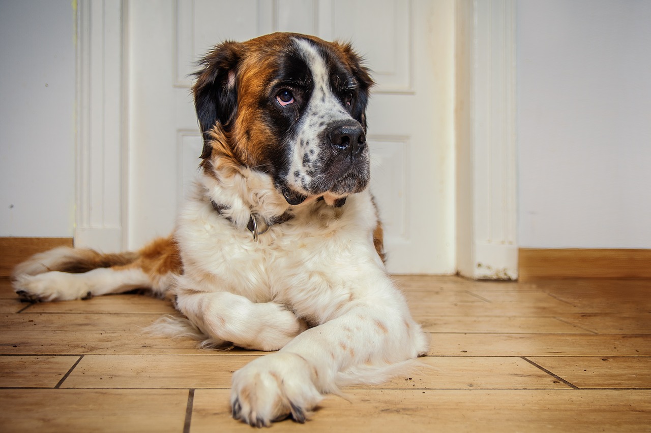 dog  st bernard  pet free photo