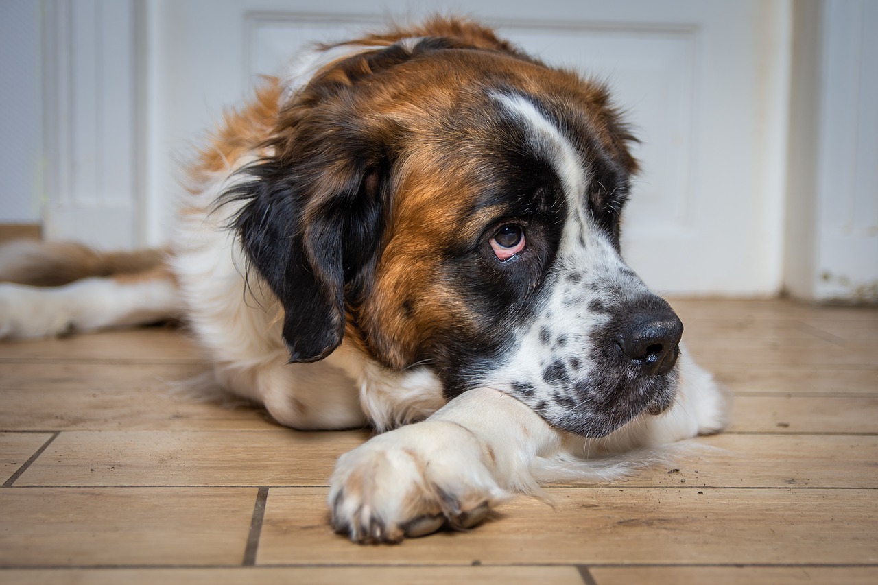 dog  st bernard  pet free photo