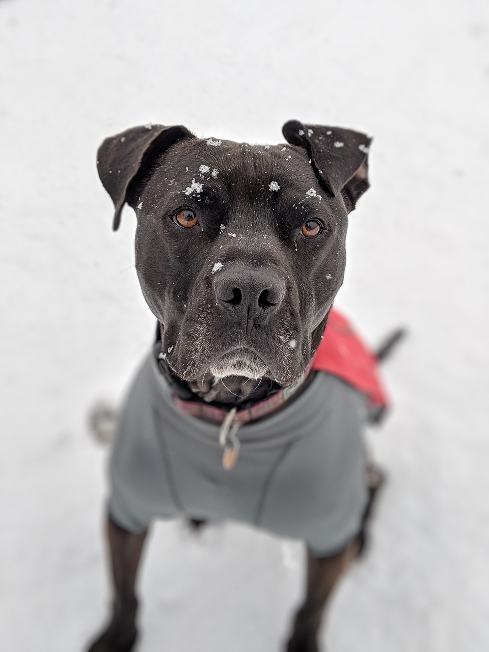 dog  snow  pitbull free photo