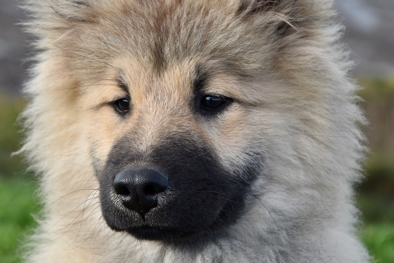 dog  pup  portrait of dog eurasier free photo