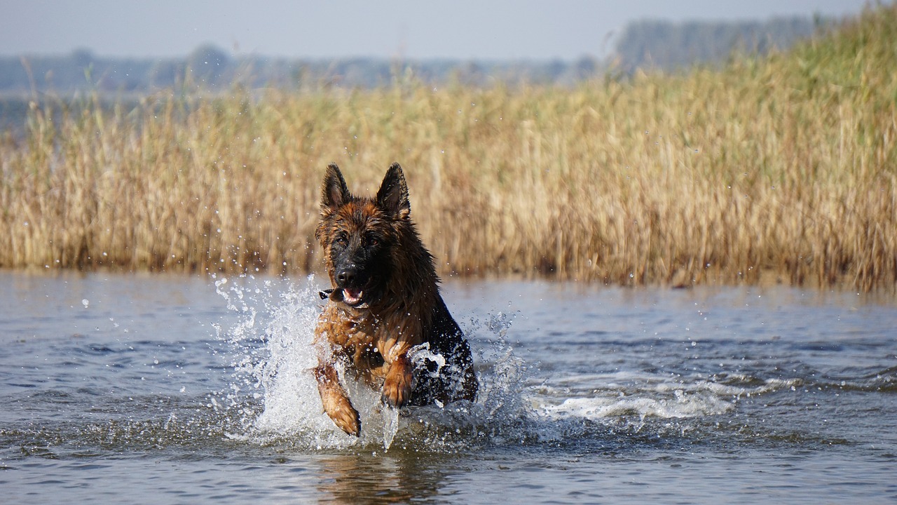 dog  schäfer dog  puppy free photo