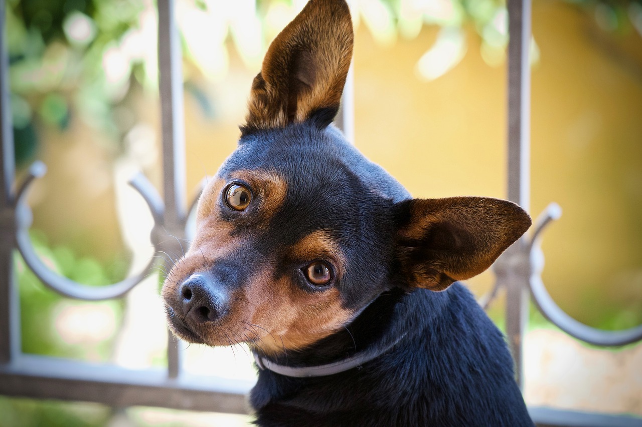 dog  young dog  the muzzle of the dog free photo