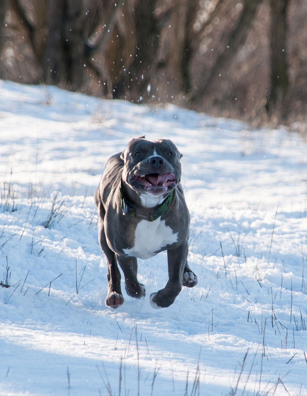 dog  pitbull  terrier free photo