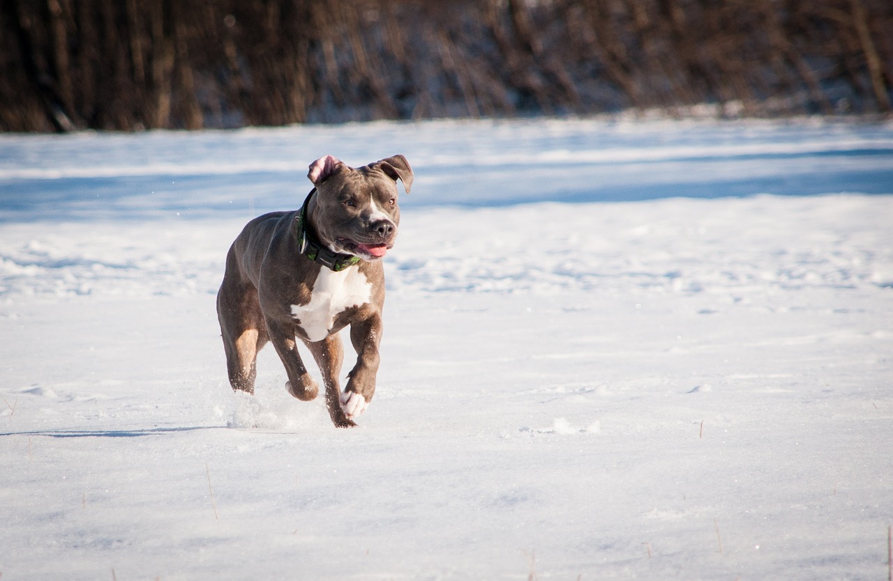 dog  pitbull  terrier free photo