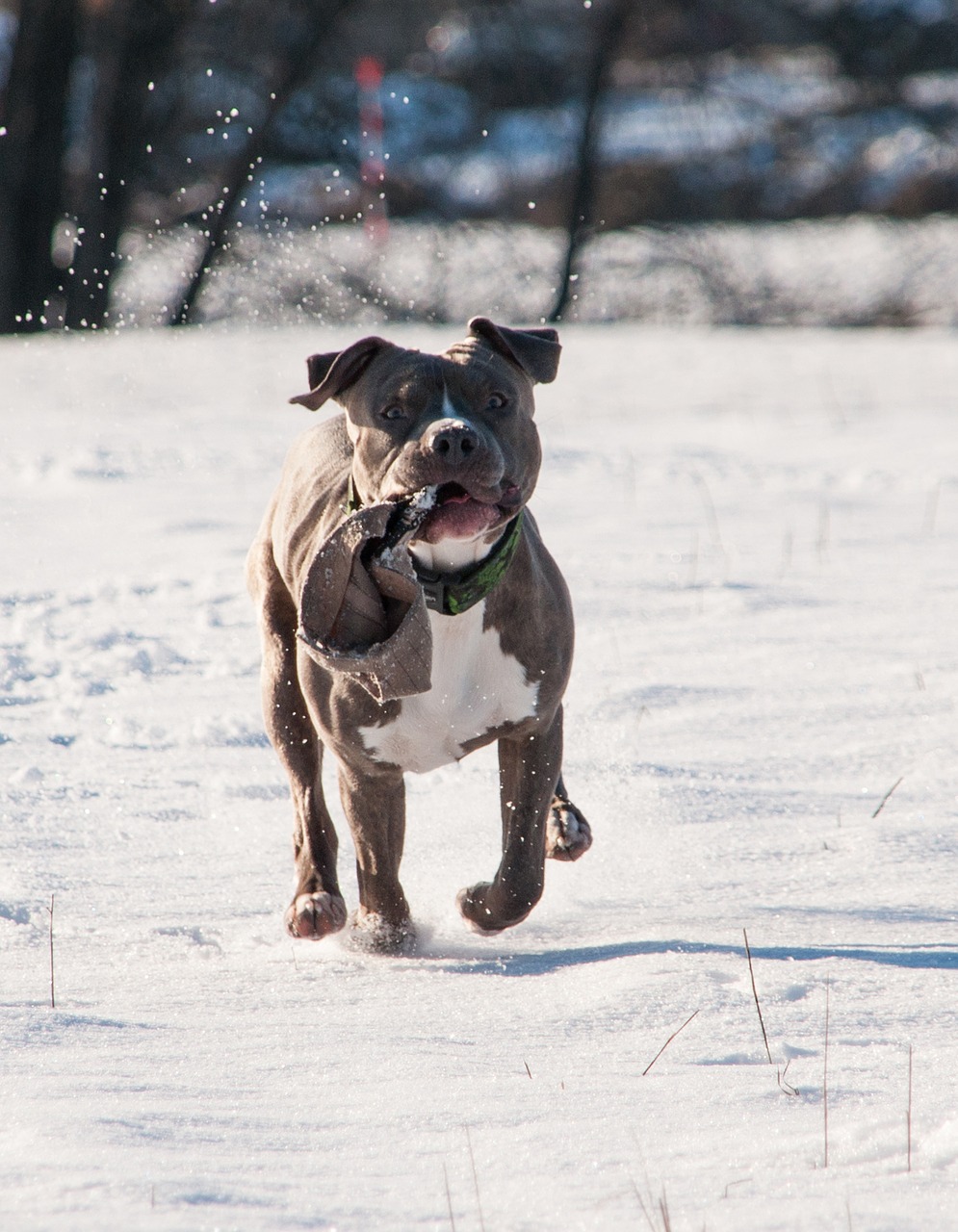 dog  pitbull  terrier free photo