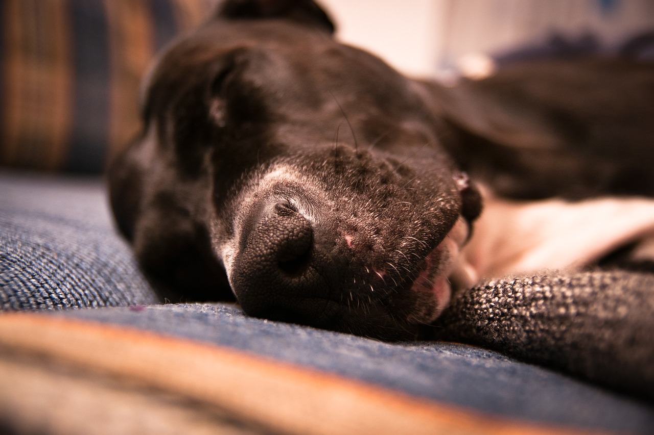 dog  sleep  nose free photo
