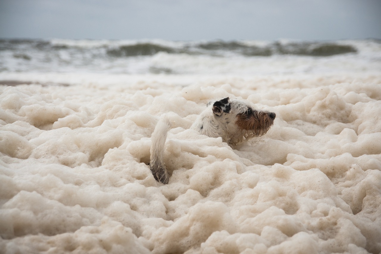 dog  doggy style  foam free photo