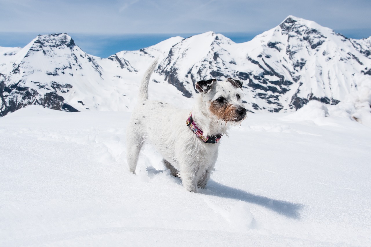 dog  snow  mountains free photo