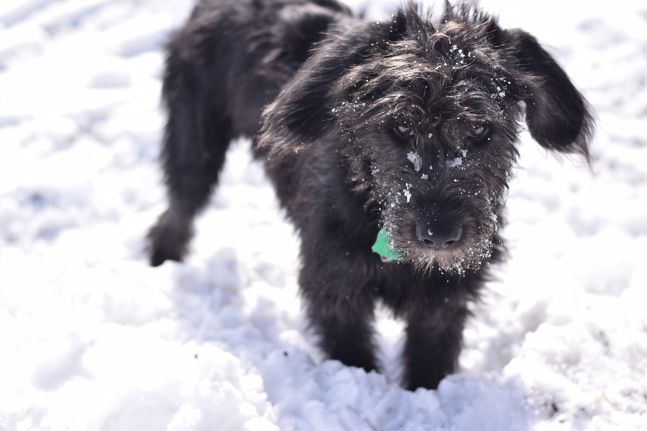 dog  dog in snow  snow free photo