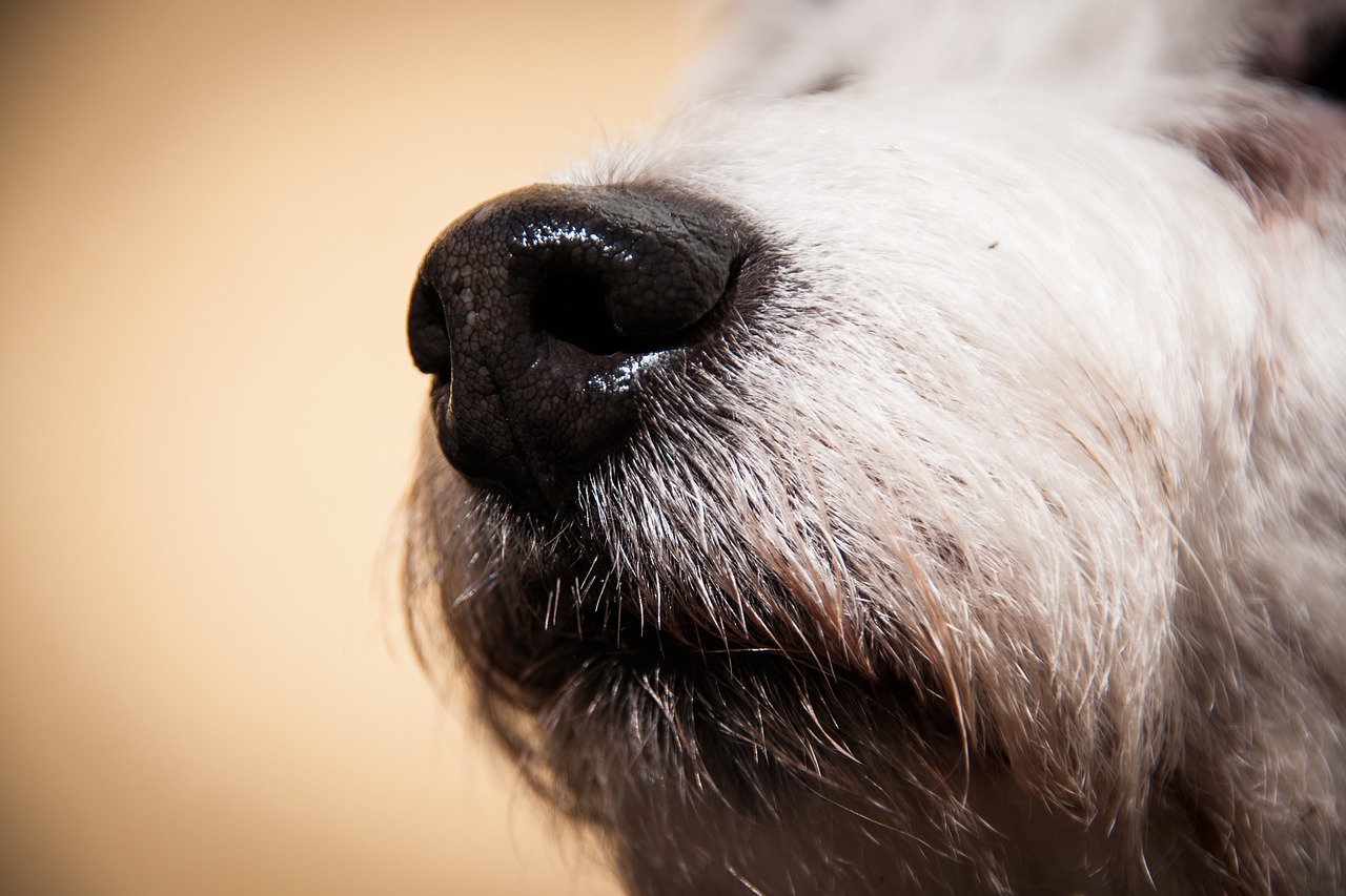 dog  nose  pet free photo