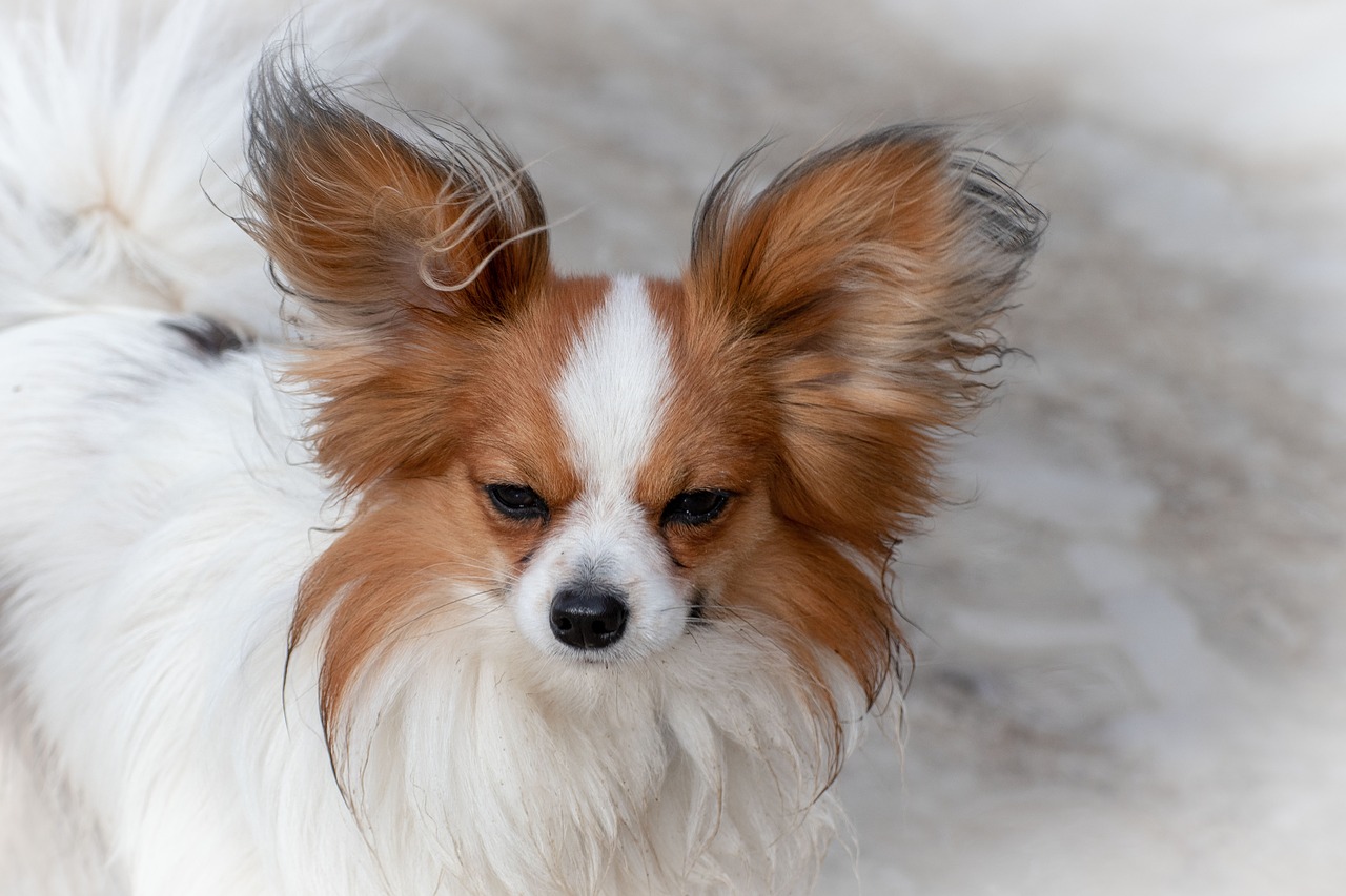 dog  dwarf spaniel  papillon free photo