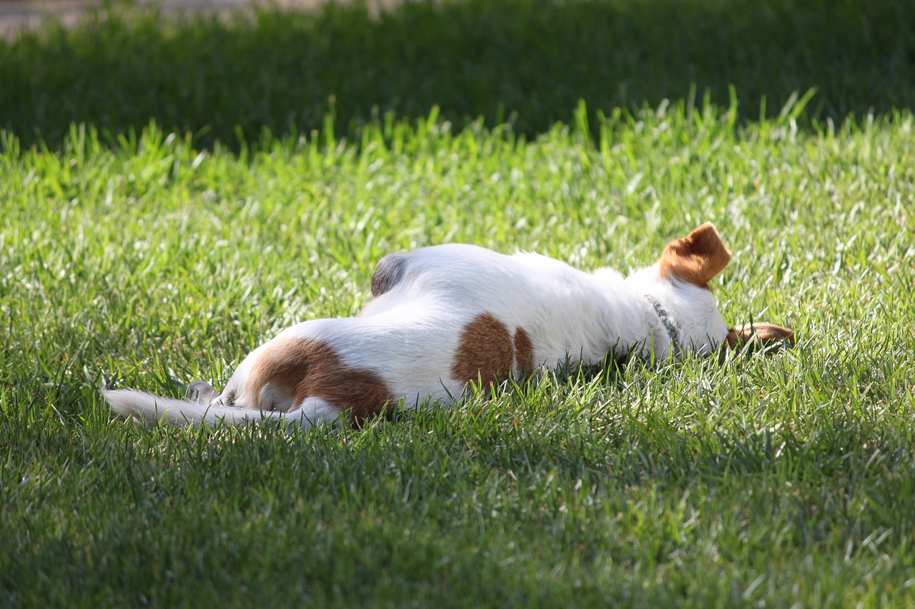 dog  grass  animal free photo