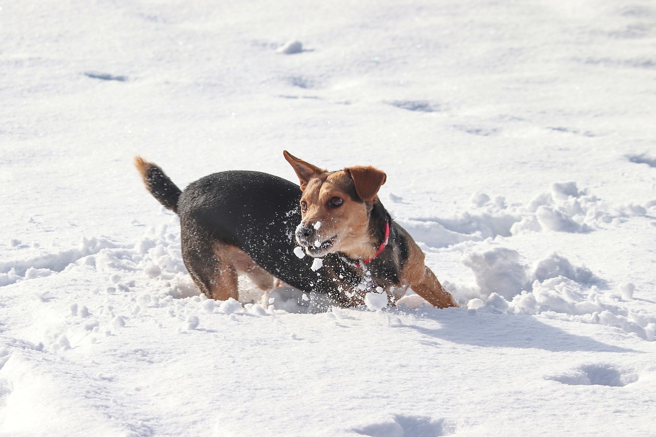 dog  snow  race free photo