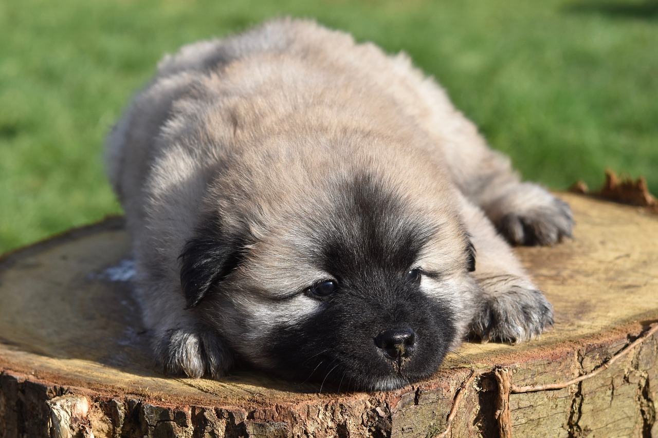 dog  puppy  eurasier puppy free photo