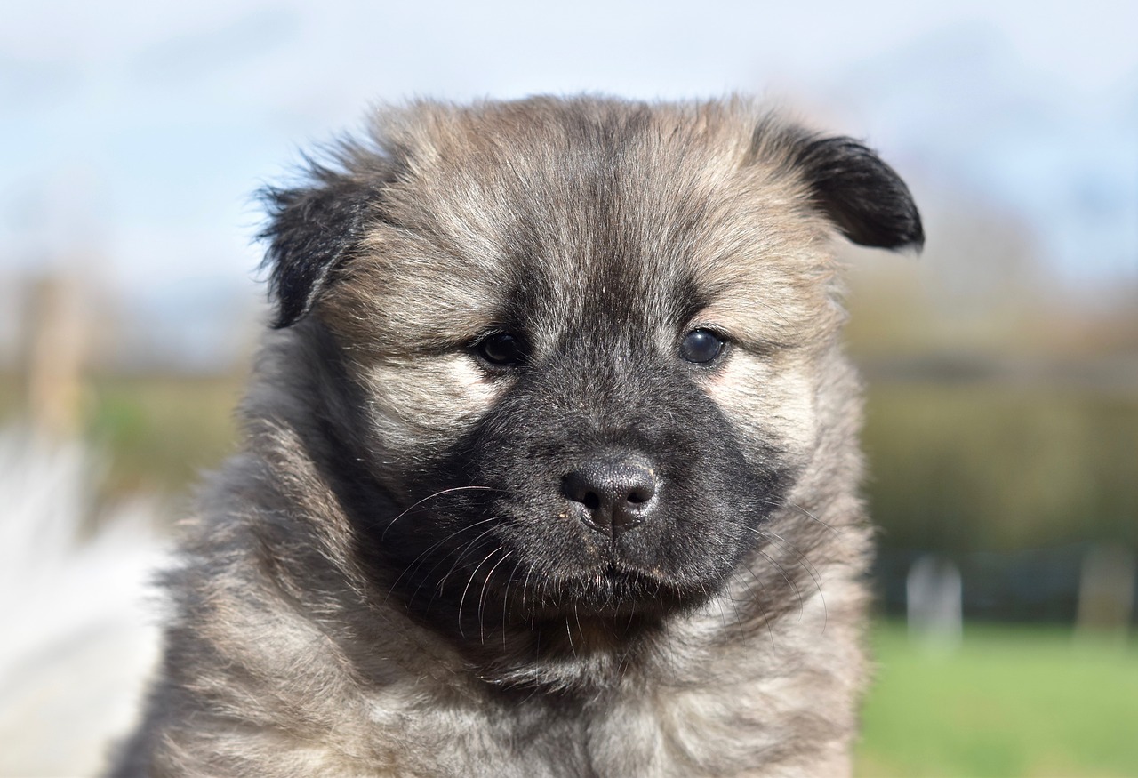 dog  puppy  eurasier puppy free photo